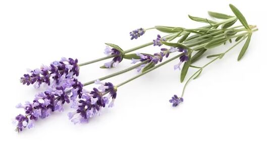 RAND FUNGEENT CAND contén aceite de lavanda